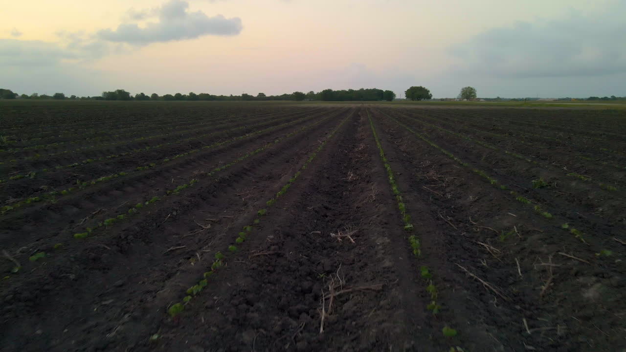 Low-Flying Drone Shot Floating Just Above New Plantings In Field In Texas, U.S.A.
