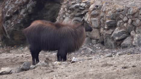 a himalayan tahr scratching in the dirt looking for salt