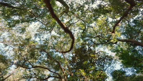 walking under beautiful virginia live oak trees in hilton head, south carolina