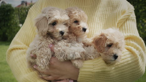 una mujer con un suéter cálido sostiene muchos cachorros pequeños en sus brazos