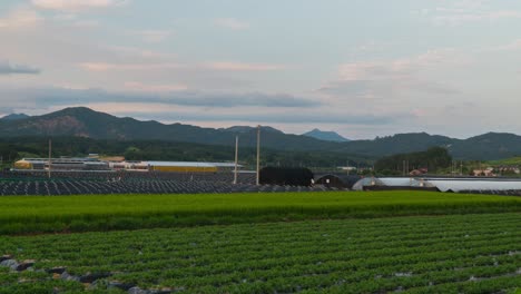 Schöne-Geumsan-Farm-Bei-Sonnenuntergang