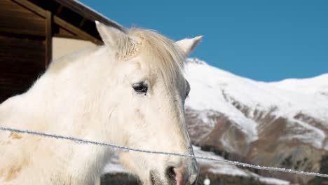 Detalle-De-La-Cabeza-De-Un-Caballo-Con-Casas,-Nieve-Y-Montañas-En-Segundo-Plano.