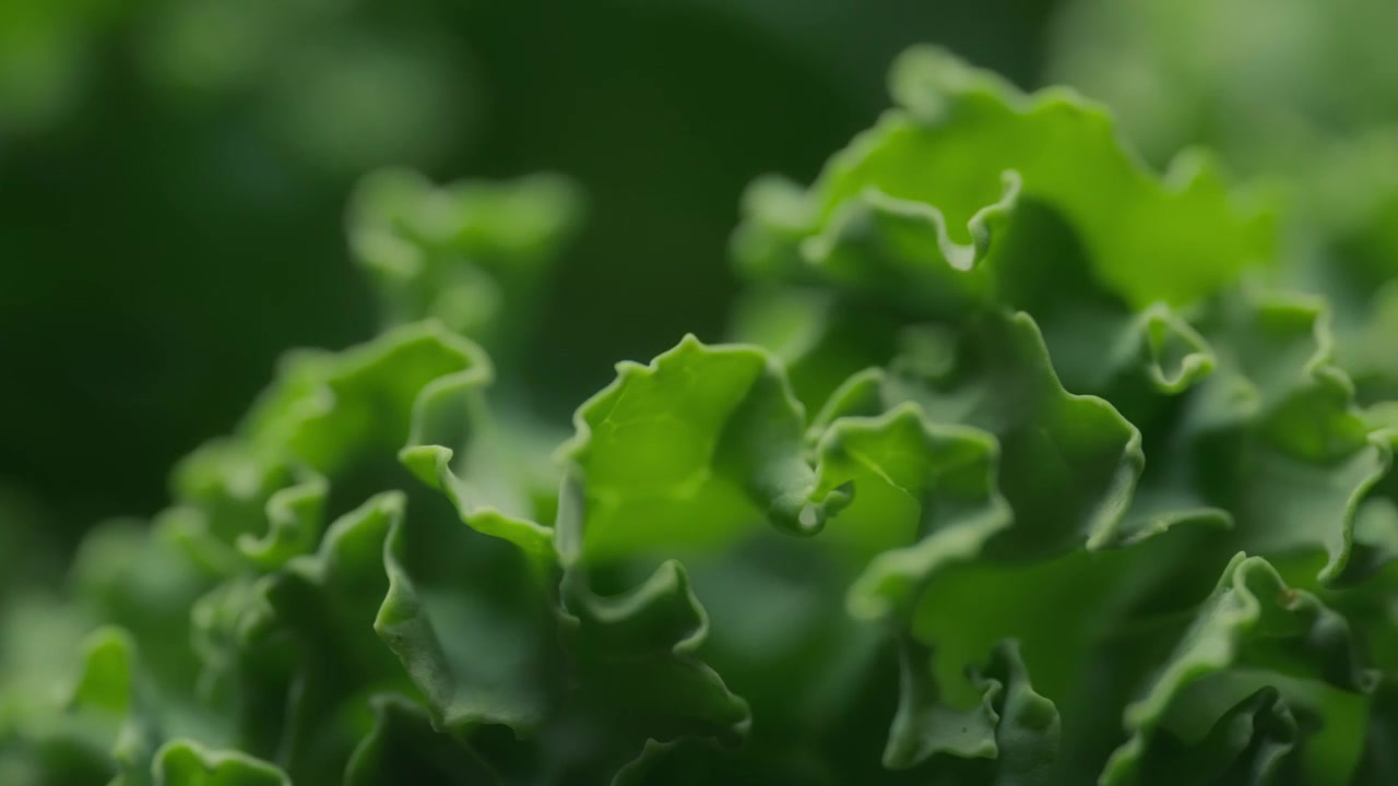Close up dolly shot of fresh green lettuce