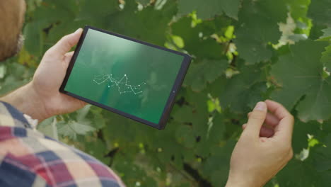 Smart Farming Technology in Action: A Farmer Using a Tablet in a Vineyard
