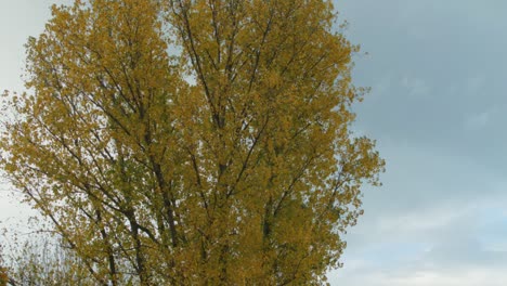 el fuerte viento otoñal sopla a través de un enorme árbol amarillo en berlín, alemania