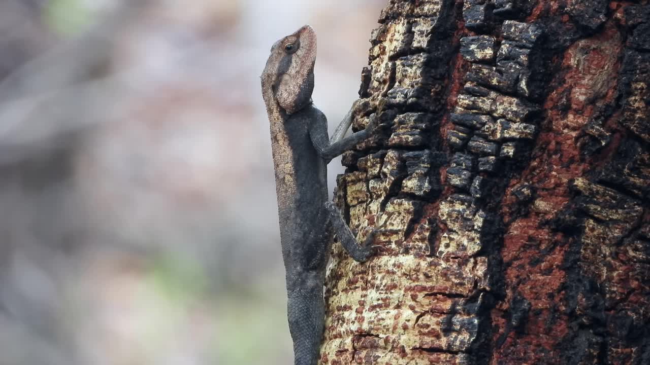 ящерица на дереве в ожидании прыти