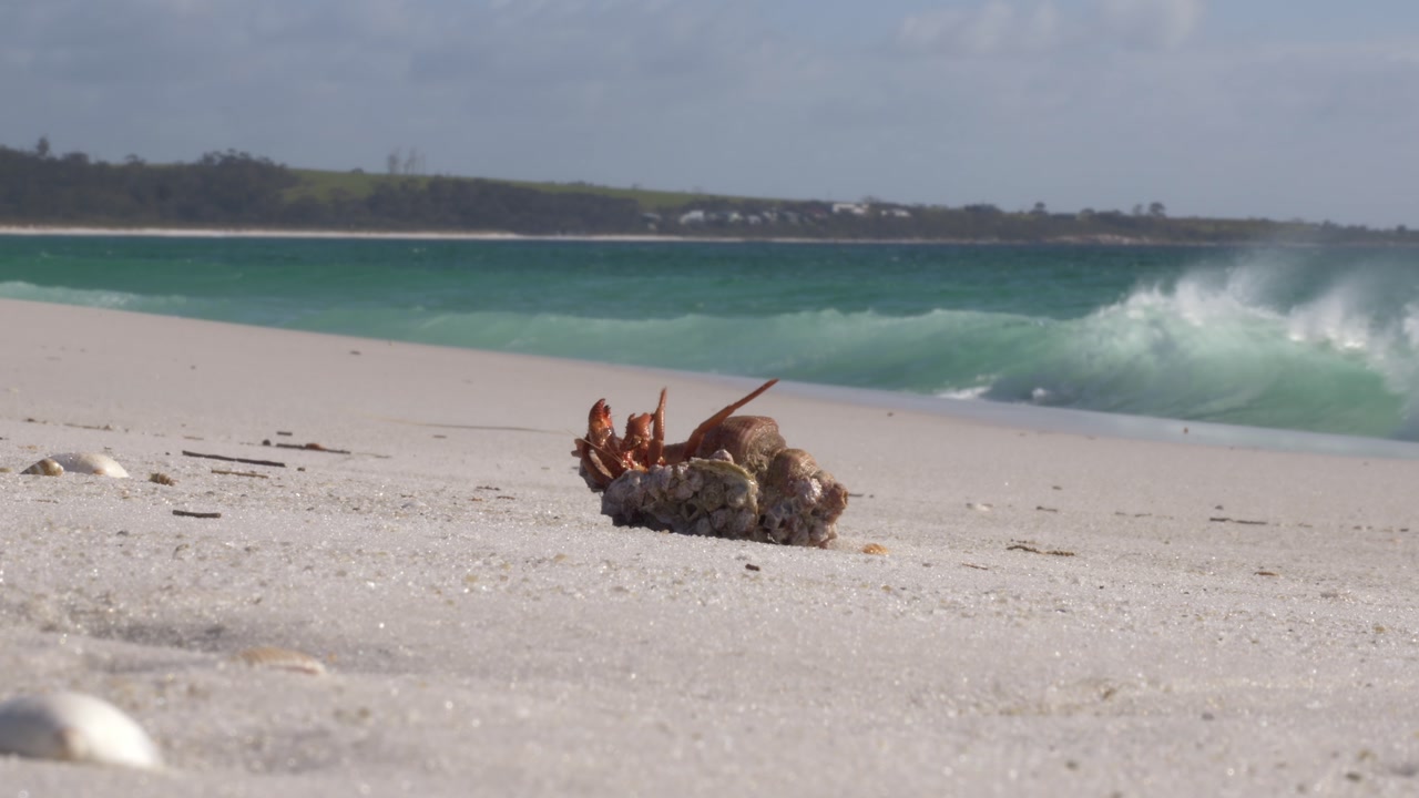 Hermit Crab At Sloop Reef Coastal Area Within The Bay of Fires Conservation Area In Tasmania, Australia. Close-up Shot