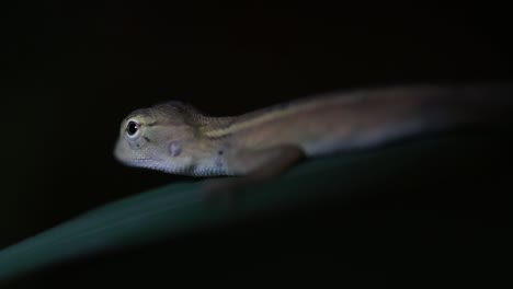 El-Lagarto-De-Jardín-Oriental-También-Se-Llama-Lagarto-De-Jardín-Oriental,-Chupasangre-Y-Lagarto-Cambiable