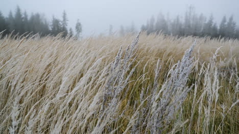 fog in the middle of the forest with a view of yellow grass and fresh snow