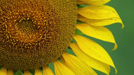 closeup of the common sunflower with a bee on it and moving from one spot to another, helianthus annuus, thailand