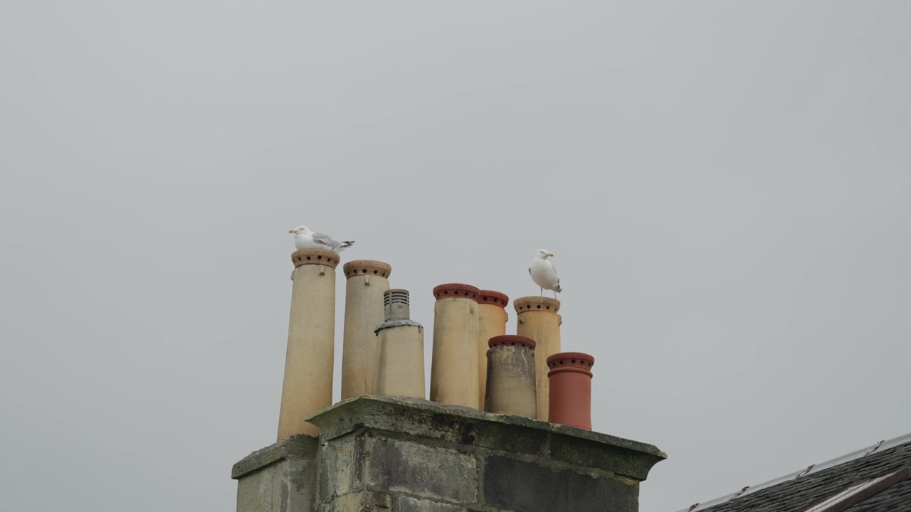 Mouettes perchées sur des cheminées au-dessus d'un toit résidentiel, sous un ciel couvert. Comportement naturel de la faune urbaine en milieu domestique, prise à main levée.
