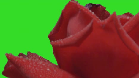 Nahaufnahme-Einer-Nassen-Roten-Rose,-Die-Sich-Auf-Grünem-Hintergrund-Dreht