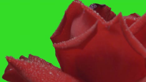 close-up of wet red rose rotating on green screen background