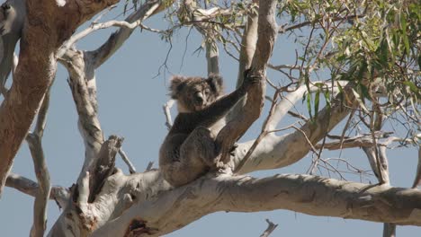 Wilder-Koala,-Der-In-Einem-Gummibaum-Sitzt