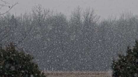 fluffy snowflakes falling in slow motion