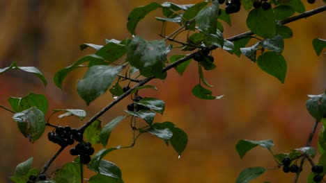Light rain falling on green leaves and berries in autumn - static shot