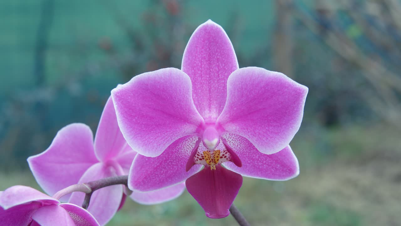 las orquídeas son una familia diversa y extendida de plantas con flores, con flores que a menudo son coloridas y fragantes.
