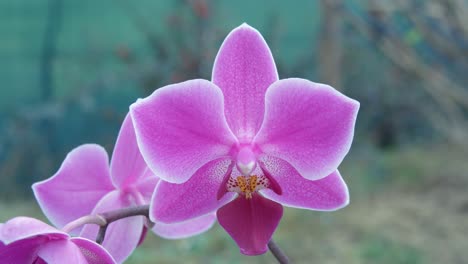las orquídeas son una familia diversa y extendida de plantas con flores, con flores que a menudo son coloridas y fragantes.