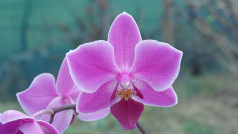 orchidaceae are a diverse and widespread family of flowering plants, with blooms that are often colourful and fragrant