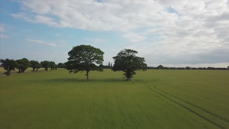 4k aerial pan around two trees in field