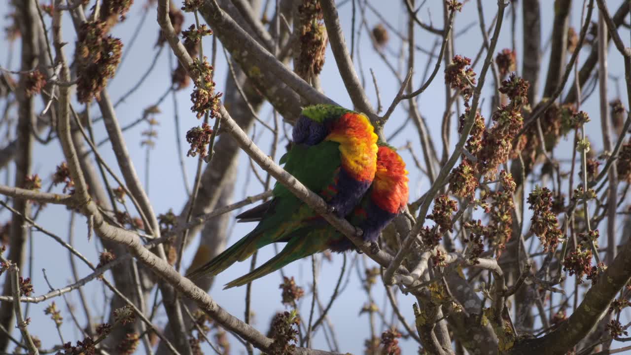 잎이 없는 나무 가지에 앉아 잠을 자는 무지개 로리켓