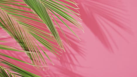 green palm leaves and shadow on pink background with copy space