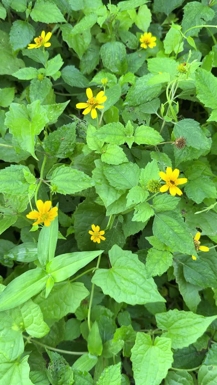 Close-Up of Small Yellow Flowers and Lush Green Leaves