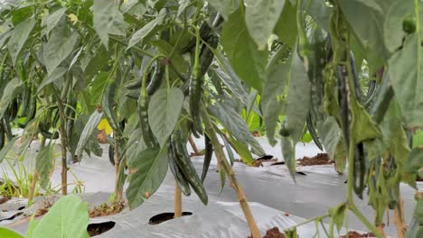 green chili plantation. agricultural field.