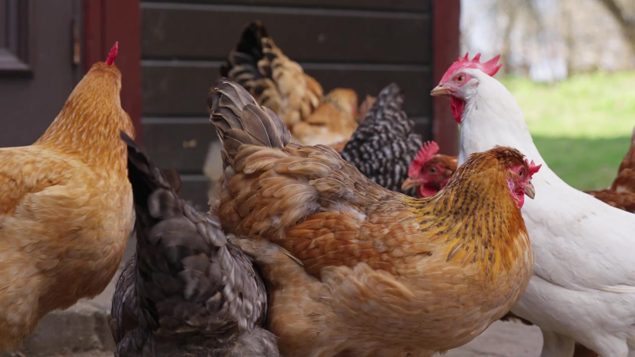 Un groupe de poules colorées rassemblées devant un poulailler de campagne.