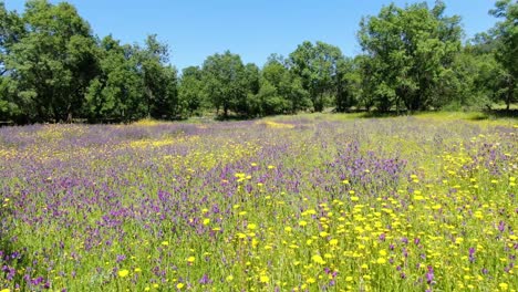 vuelo bajo con un dron en una mañana de primavera con un cielo azul en un prado lleno de flores coloridas moviéndose lejos a través del aire y llegando a un grupo de árboles valle de tietar avila españa