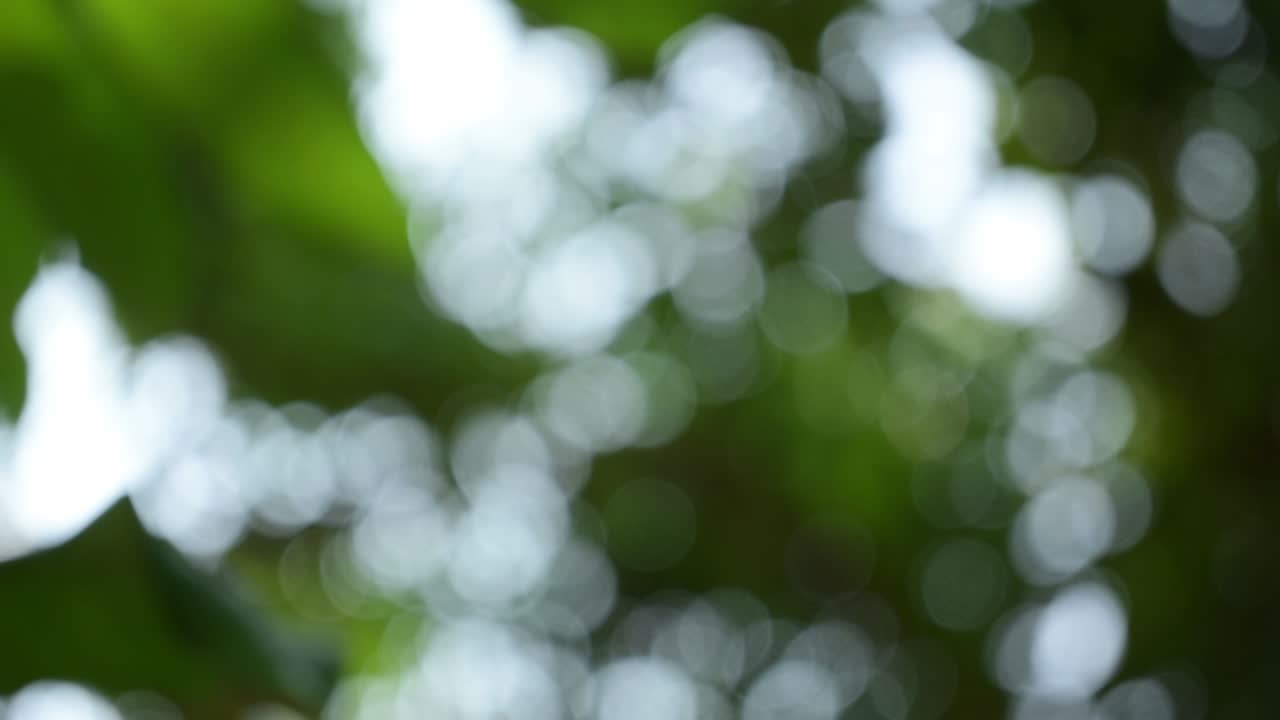 추상적인 녹색 bokeh 빛 반이는 흐릿한 잎자루 자연의 배경