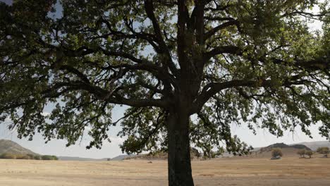 árbol-Enorme-Aislado-Con-Destellos-Solares-A-Través-Del-Follaje