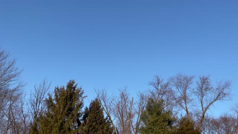 birds flying over forest trees