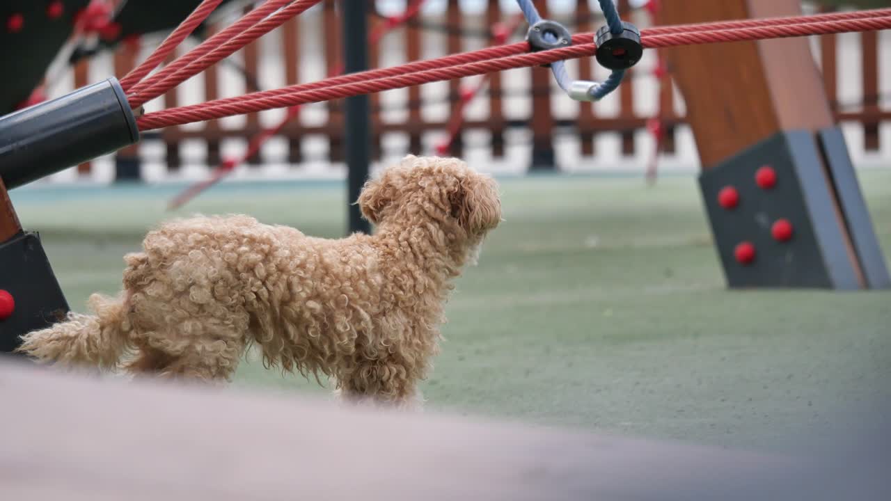 A poodle at the playground