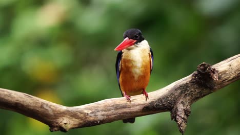 a black capped kingfisher resting but still cautiously searching for any prey that would pop up.