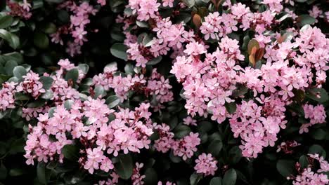 hermosas flores rosadas florecen en primavera y atraen a las abejas y polinizadores