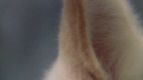 close up of white dog ears