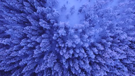 aerial drone footage of a forest full of pine and spruce trees what are covered with thick white snow duting the day time. footage slowly moves up revealing a large forest while spinning in 4k quality