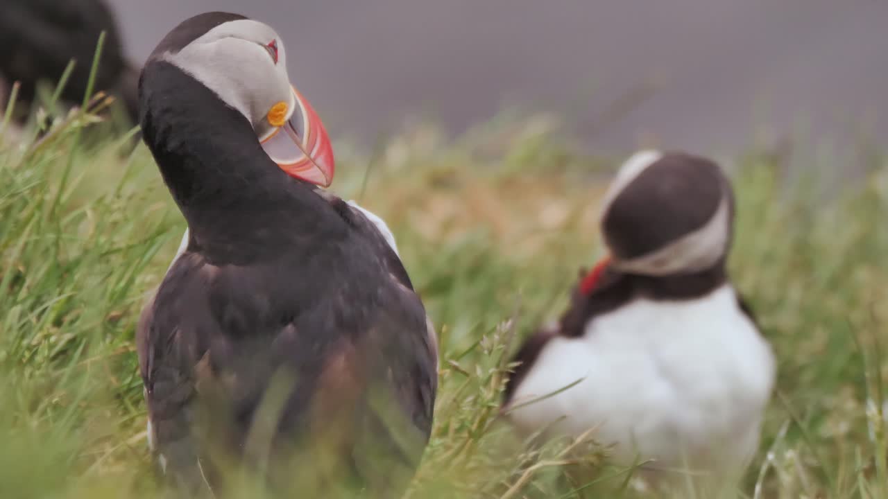 dos hermosos frailes mudándose con sus picos en los fiordos occidentales de islandia