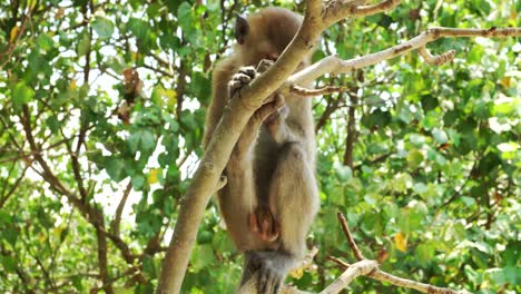 mono joven colgando de un árbol de mangle y comiendo