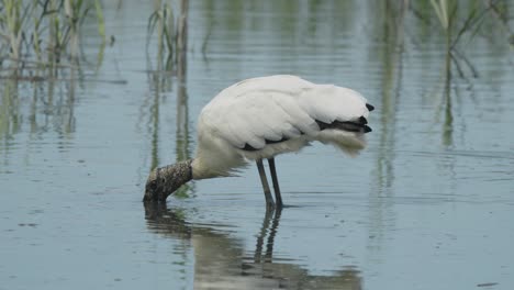 Holzstorch-Im-Wasser-Füttern