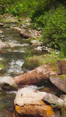 mountain river with boulders and old fallen trees in summer forest slow motion. rocky creek with cascades runs across woodland. nature at summertime