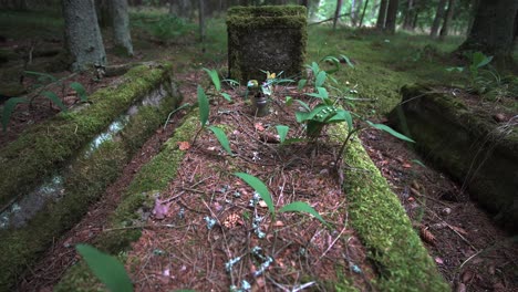 cementerio del holocausto cubierto de maleza abandonado en el bosque de lituania, europa