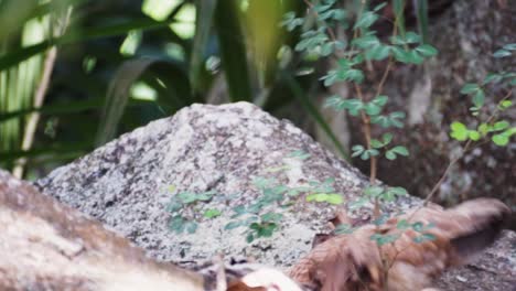 Wild-chicken-hen-with-her-baby-chicks-scratching-on-the-ground-in-a-forest-on-La-Digue,-Seychelles