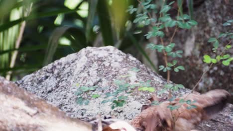 wild chicken hen with her baby chicks scratching on the ground in a forest on la digue, seychelles