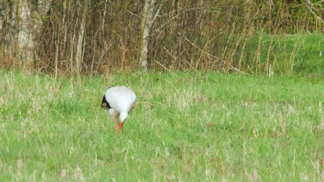 La-Cigüeña-Blanca-Ciconia-Ciconia-Se-Está-Alimentando-En-El-Prado-4