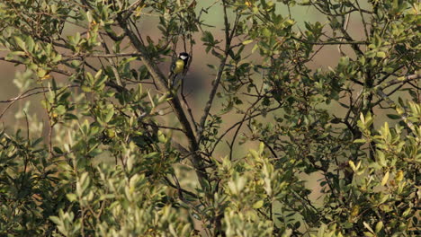 A Great Tit foraging in a bush