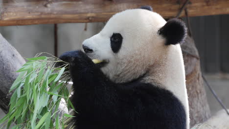 a close up of a panda eating