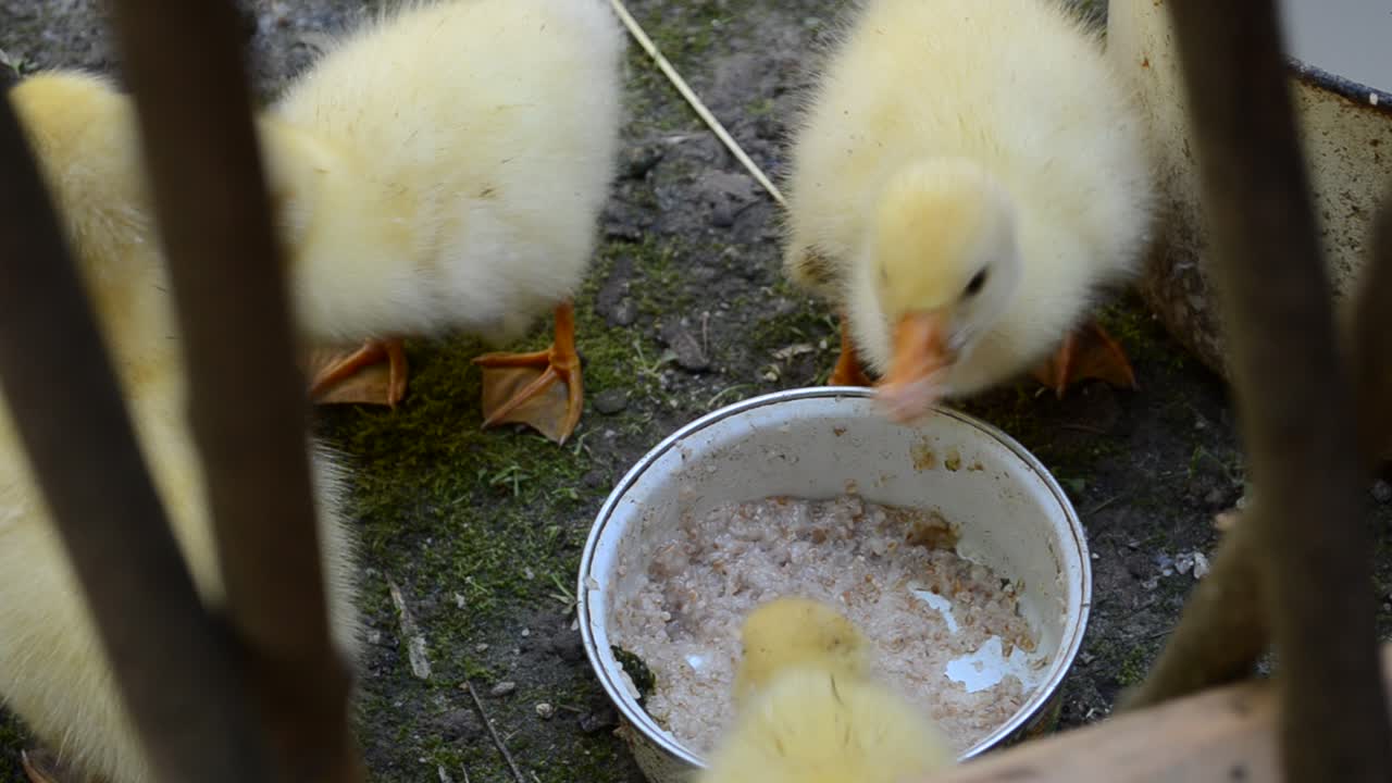 Gänse, Aufnahmen im Juli. Flauschige Vögel.