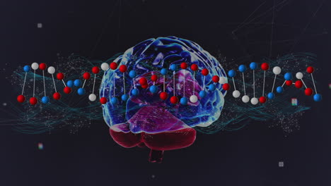 animación de la cadena de adn girando sobre la red de conexiones y el cerebro humano